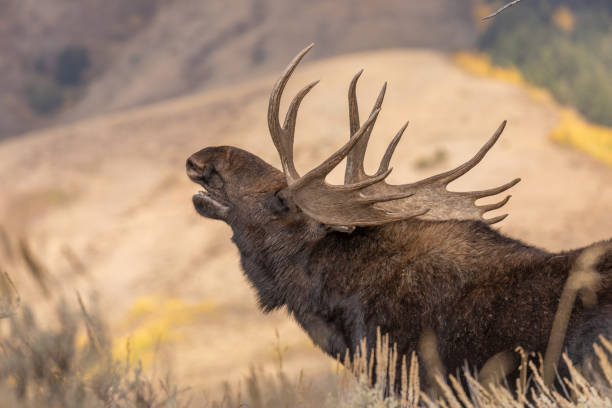 istock Bull Shiras Moose in Autumn 1047095996