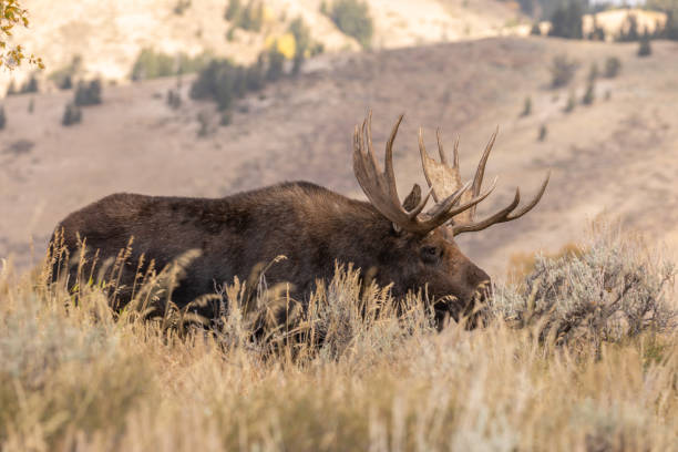 istock Bull Shiras Moose in Autumn 1047098562
