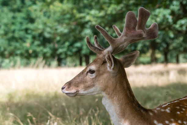 istock Portrait of a proudly looking deer 1047098642