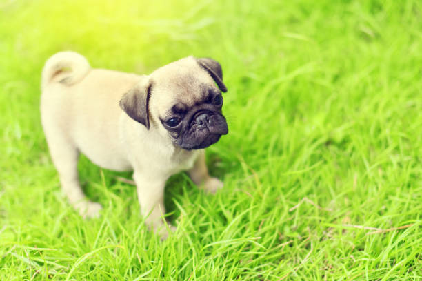 pug puppy isolated on white background. funny pets concept with copy space.