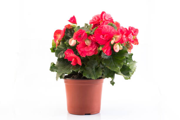 istock Red Begonia Potted Isolated on White 1047099470