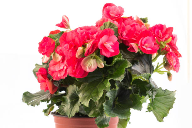 istock Red Begonia Potted Isolated on White 1047101760
