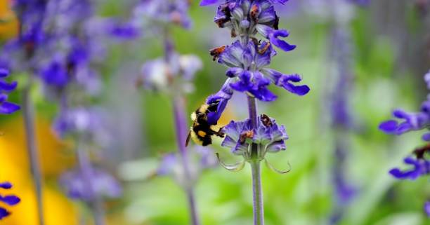 istock Bumblebee sucking nectar from lavender flower. 1047102288