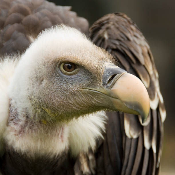 istock Rüppell's Vulture | Gyps rueppelli 104710470
