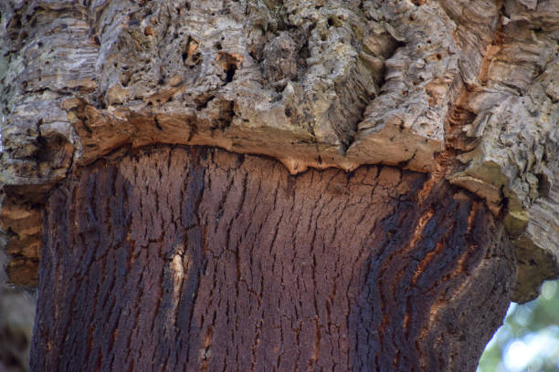 Quercus suber textured bark close up