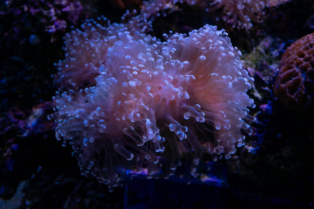 istock Beautiful sea flower in underwater world with corals and  fish. 1047108526
