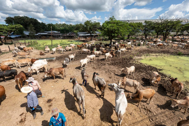 viele rinder werden im pho thong rinder zentralmarkt, mae sot gehandelt. - livestock market stock-fotos und bilder