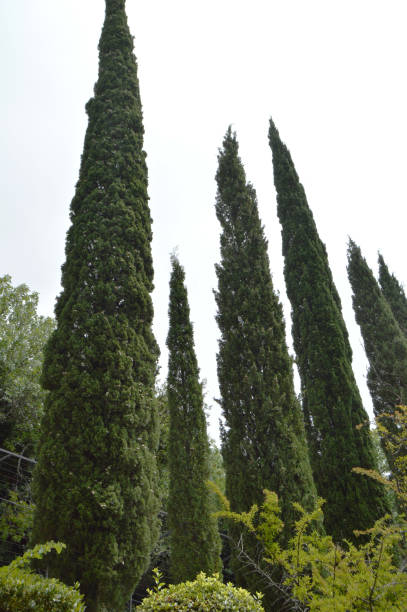 istock High Cypress trees grow in the Park, view from below 1047112040
