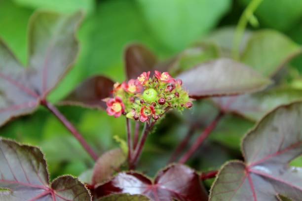 istock Jatropha gossypiifolia(cotton-leaf,Bellyache Bush, physic nut) plant 1047115896