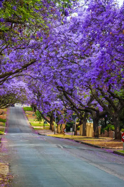 Pretoria street with jacaranda bloom in Spring