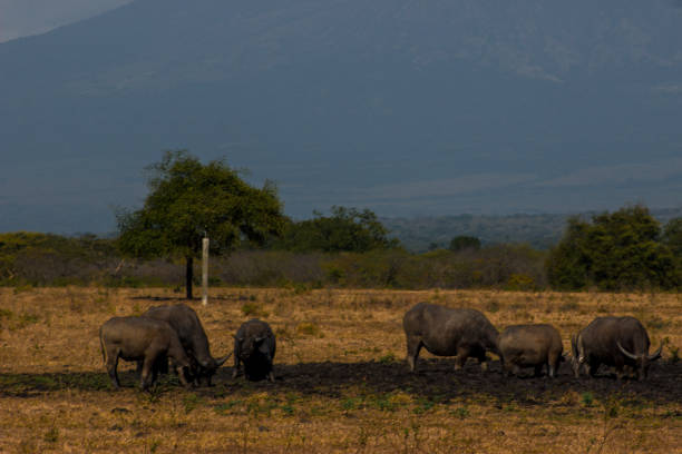 istock Bubalus Bubalis Buffalo on Savanna, Baluran National Park, East Java 1047121786