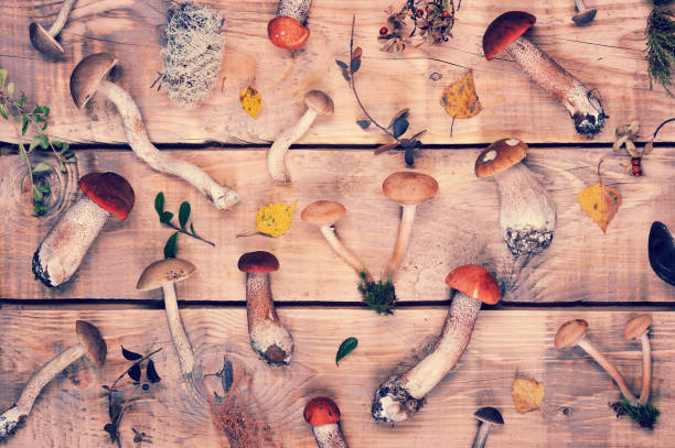 istock mushrooms on a wooden rustic background 1047121992