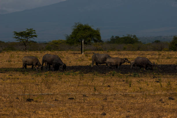 istock Bubalus Bubalis Buffalo on Savanna, Baluran National Park, East Java 1047122042