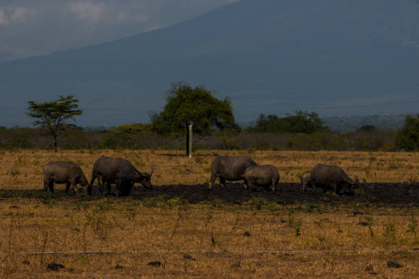 istock Bubalus Bubalis Buffalo on Savanna, Baluran National Park, East Java 1047122158