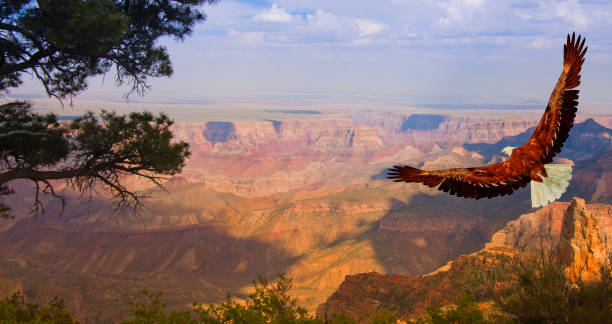 eagle fliegt über grand canyon, usa - arizona wildlife stock-fotos und bilder