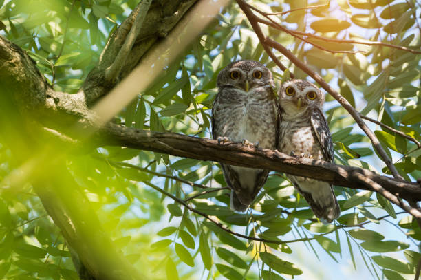 istock Pair of Spotted Owlet falling in love 1047122514