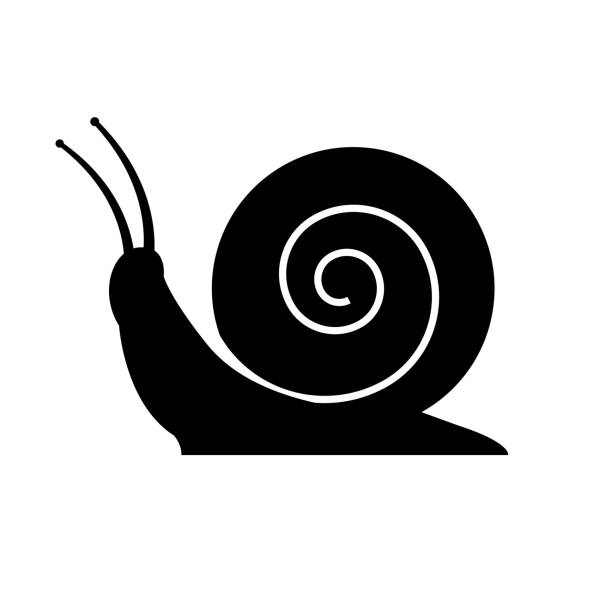 Snail icon on white background Snail icon on white background snail stock illustrations