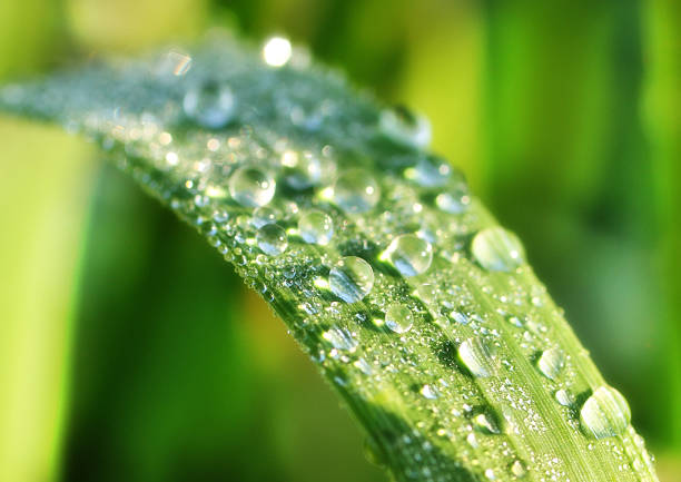 istock water drops - pearls closeup 104713215