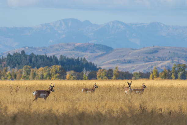 Pronghorns During the Fall Rut a herd of pronghorn antelope during the fall rut in Wyoming antelope stock pictures, royalty-free photos & images