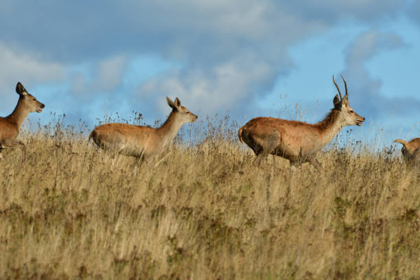 istock deer stag with antlers to rut on the meadow 1047133300
