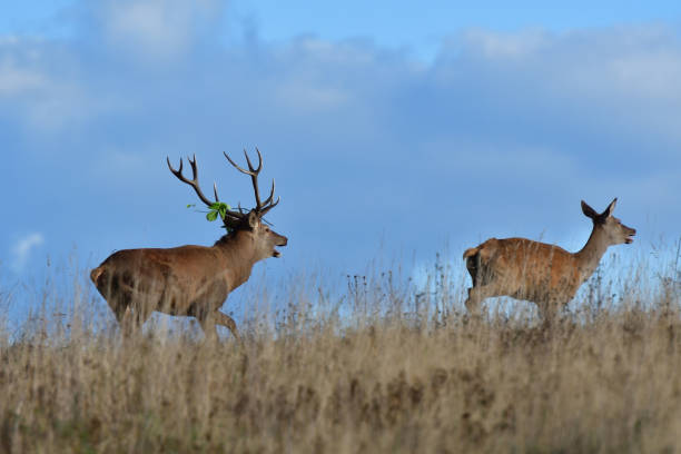 istock deer stag with antlers to rut on the meadow 1047133346