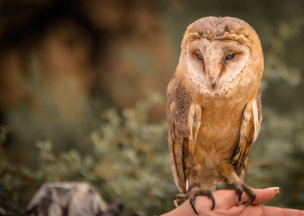 istock sad owl sitting on his hand 1047136596