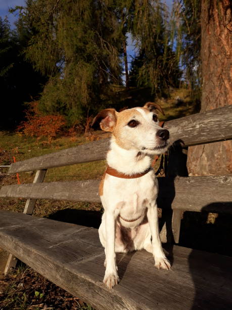 istock Proud Parson Russel Terrier on a wooden bench 1047137302