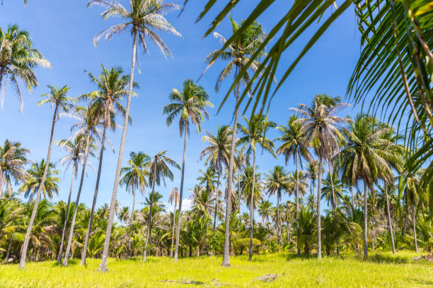istock Tall palm trees on a wild Thailand island 1047137600