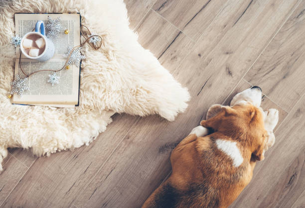 beagle lies on the laminat floor near the sheepskin carpet with book and mug of hot chocolate - photography carpet floor high angle view imagens e fotografias de stock