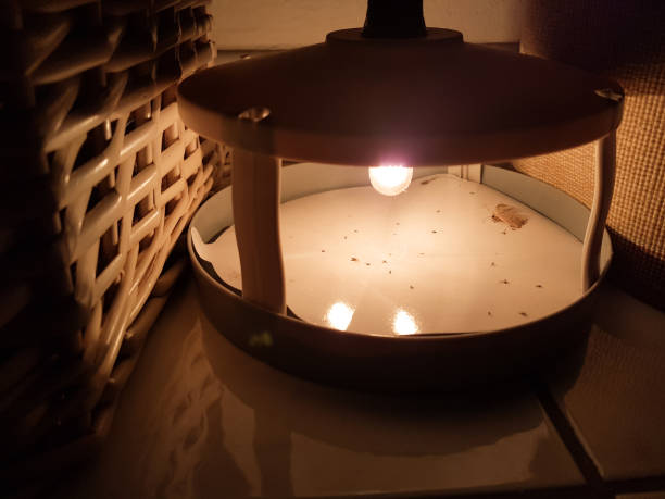 istock insect flea light  trap in the room 1047142520