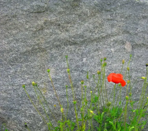 Gray stone background with red poppy flower