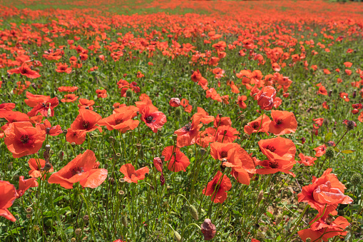 Red poppy field in Tuscany, full frame. Italy
