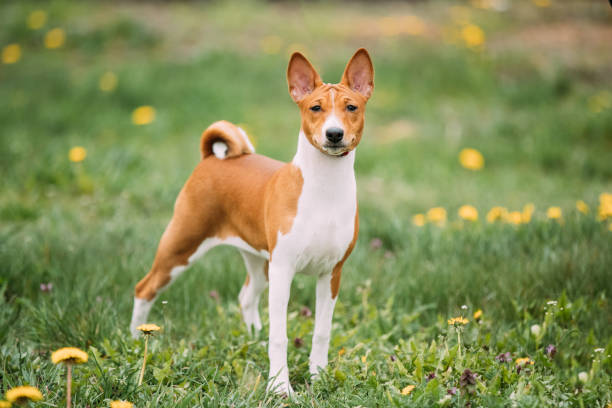 Basenji Kongo Terrier Dog. The Basenji Is A Breed Of Hunting Dog. It Was Bred From Stock That Originated In Central Africa stock photo