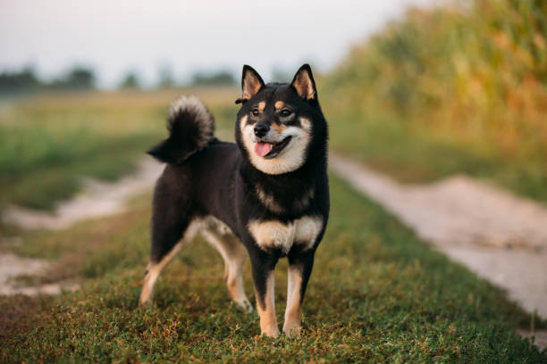 美しい若い黒とタンの芝犬草で屋外に座って - 柴犬 ストックフォトと画像