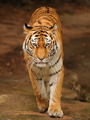 Fantastic specimen  of Bengal tiger posing placidly