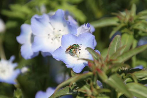 Una foto de la abeja del sudor polinizar las flores 