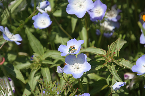 Una foto de la abeja del sudor polinizar las flores 