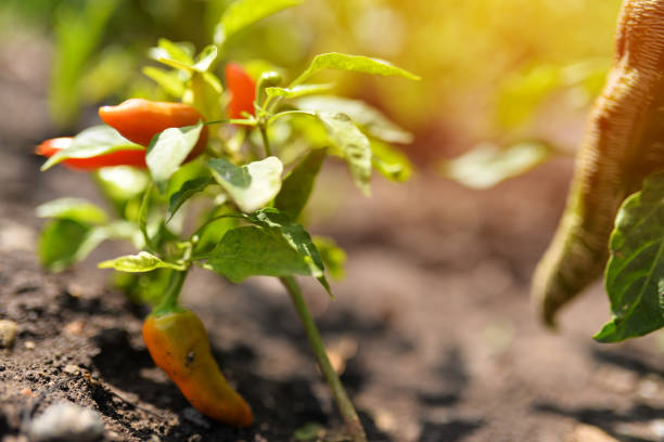 istock Fresh red chili growing on green plant 1047150410