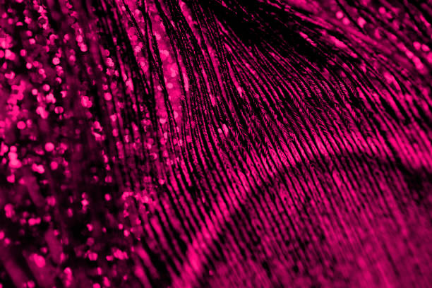 Pink Peacock Feather Texture Neon Background Holiday Purple Pattern
