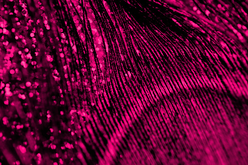 Pink Peacock Background Feather Texture Diwali Festival Purple Black Neon Shiny Pink Peacock - Trendy color Luxury Festive Pattern Close-up Macro Photography Selective Focus