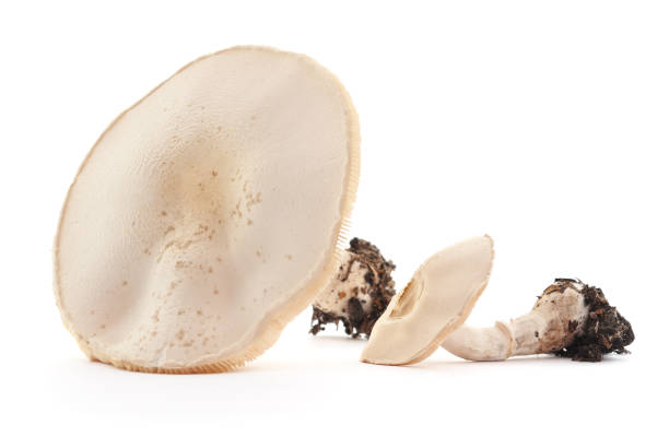 istock Wild amanita phalloides. 1047154328