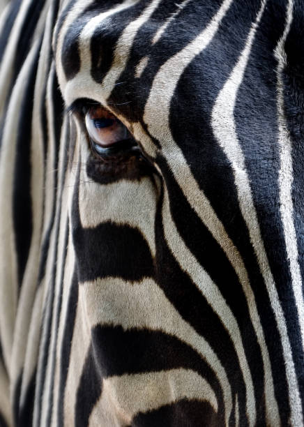 zebra-nahaufnahme - black white macro high contrast stock-fotos und bilder