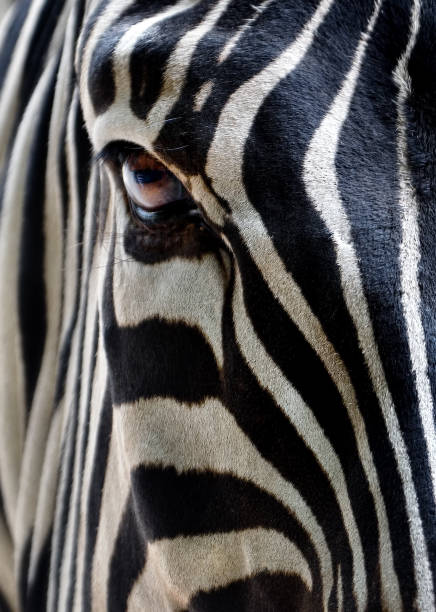 zebra close-up - black white macro high contrast - fotografias e filmes do acervo