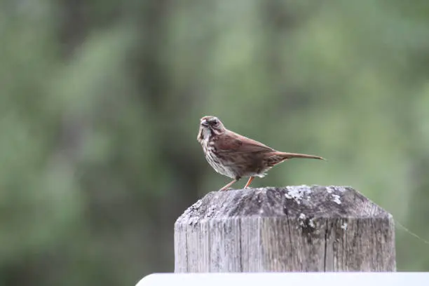 A sparrow standing on a wooden post with a green background"n