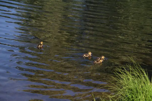Three ducklings swimming in a lake with grass in the foreground."n