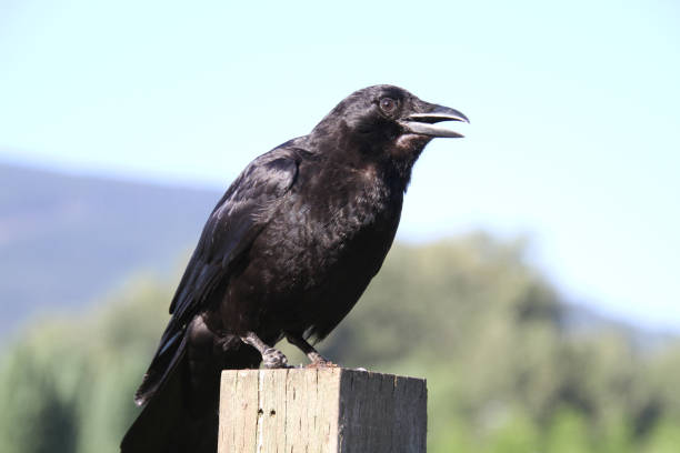 istock A closeup of a crow