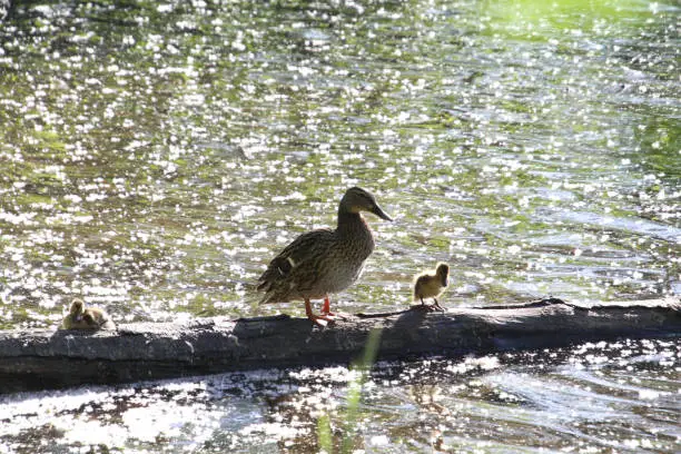 A mother duck and her ducklings sitting on a log in a lake on a sunny day