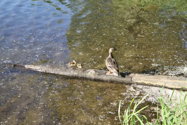 A mother duck and her ducklings standing on a log on the edge of a lake"n