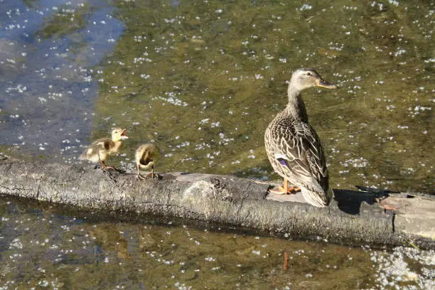 A mother duck and her ducklings sitting on a log in a lake on a sunny day"n