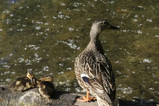 A mother duck and her ducklings sitting on a log in a lake on a sunny day"n